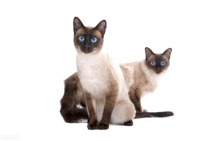 谁说猫猫高冷不粘人的，这几种就粘人
