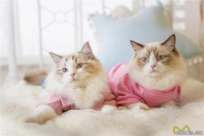 谁说猫猫高冷不粘人的，这几种就粘人