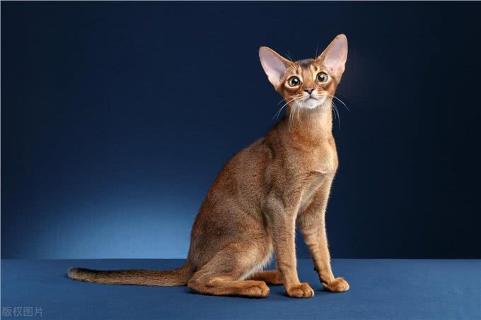 谁说猫猫高冷不粘人的，这几种就粘人