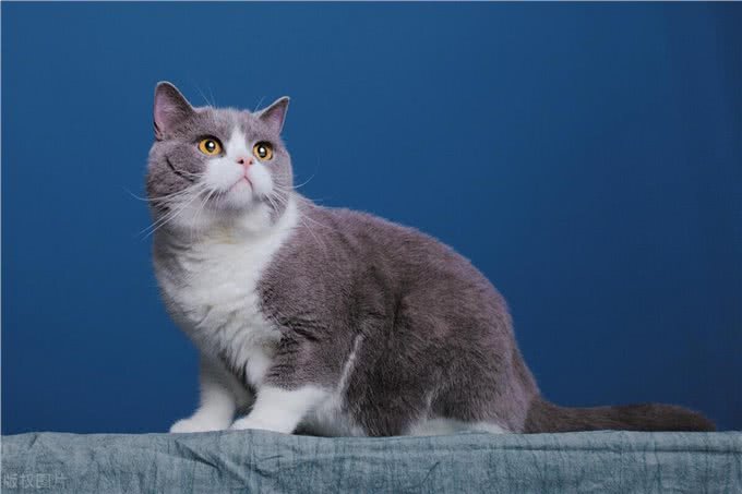谁说猫猫高冷不粘人的，这几种就粘人