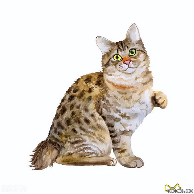 谁说猫猫高冷不粘人的，这几种就粘人