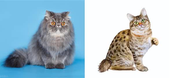 谁说猫猫高冷不粘人的，这几种就粘人