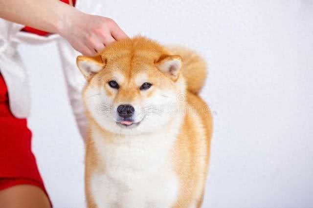 79种狗狗IQ排名公开!贵妇狗超聪明?柴犬智商排第几?