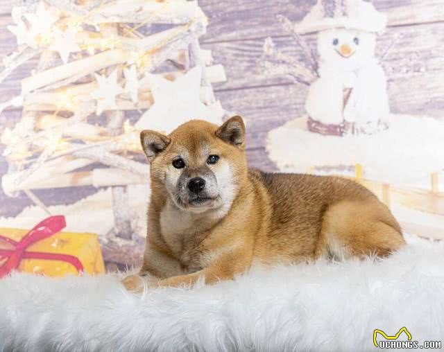 79种狗狗IQ排名公开!贵妇狗超聪明?柴犬智商排第几?