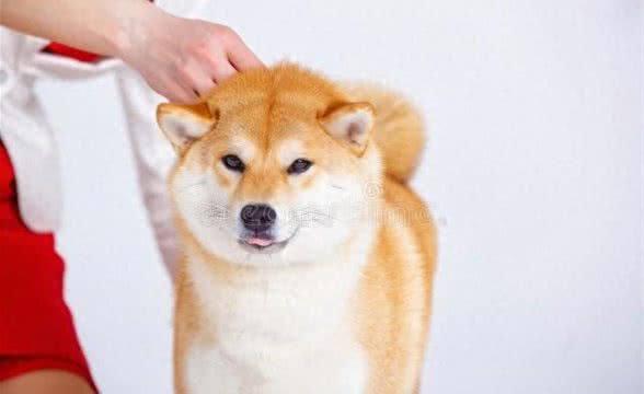 79种狗狗IQ排名公开!贵妇狗超聪明?柴犬智商排第几?