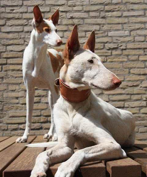 埃及除了金字塔，还有另一个国宝，被称为金色面具的猎犬