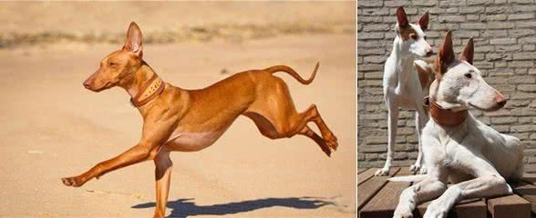 埃及除了金字塔，还有另一个国宝，被称为金色面具的猎犬
