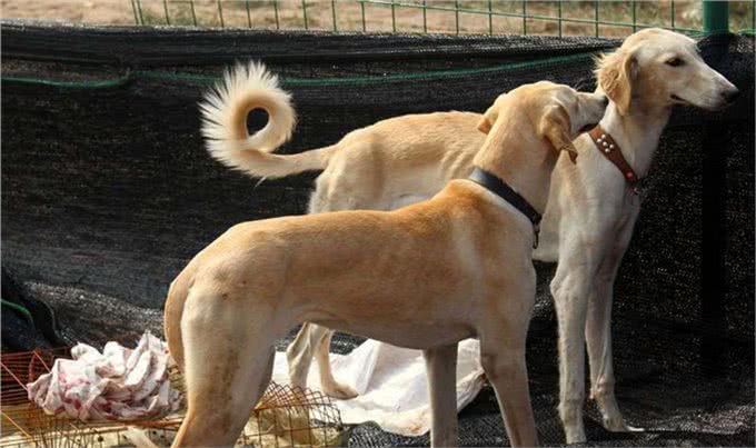 中国这4种猎犬，在世界上都小有名气，实力不比国外的差