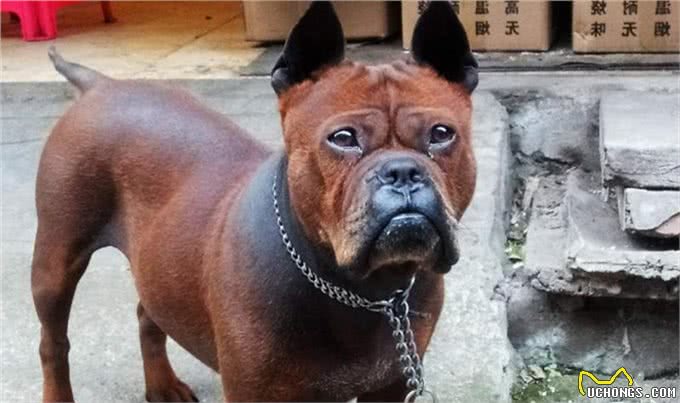 中国这4种猎犬，在世界上都小有名气，实力不比国外的差