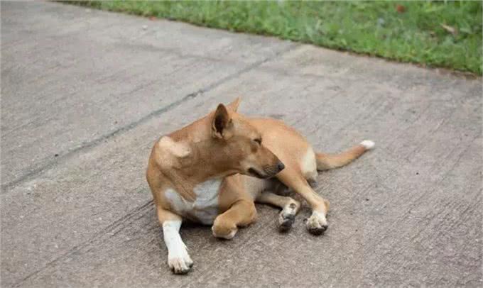 如果你歧视土狗只能说明你low