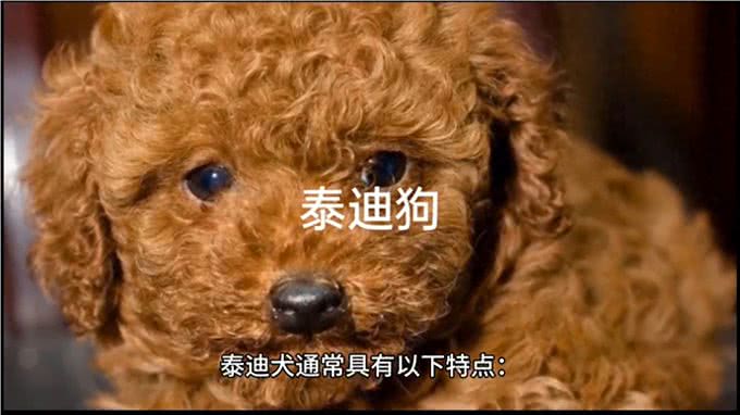 可爱的泰迪犬