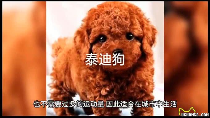 可爱的泰迪犬