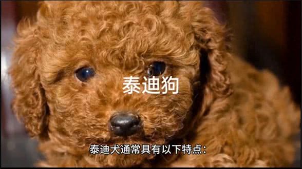 可爱的泰迪犬