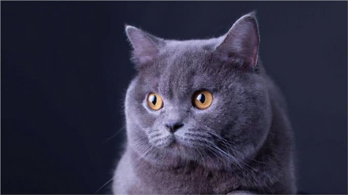常见的英国短毛猫分类及价格，想成为铲屎官的可以参考一下
