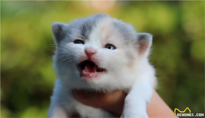 常见的英国短毛猫分类及价格，想成为铲屎官的可以参考一下