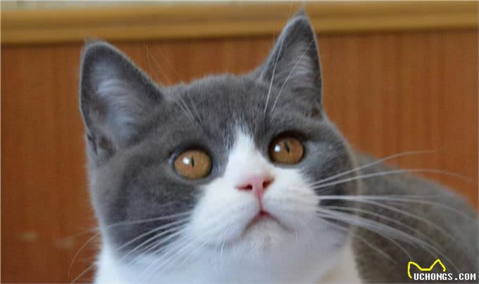 常见的英国短毛猫分类及价格，想成为铲屎官的可以参考一下