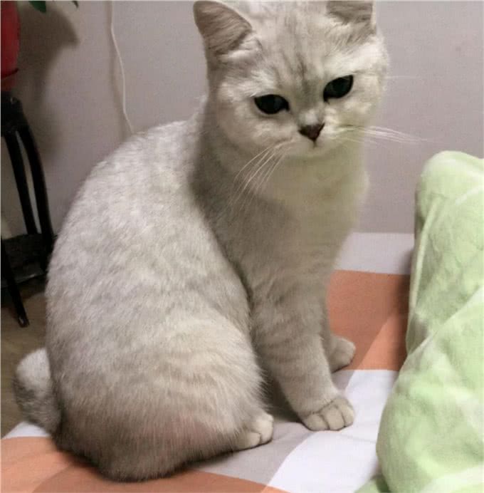 常见的英国短毛猫分类及价格，想成为铲屎官的可以参考一下