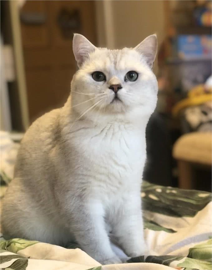 常见的英国短毛猫分类及价格，想成为铲屎官的可以参考一下