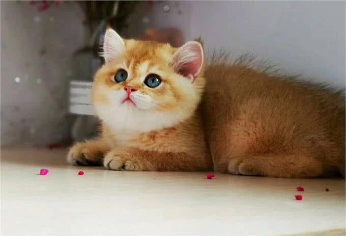 常见的英国短毛猫分类及价格，想成为铲屎官的可以参考一下
