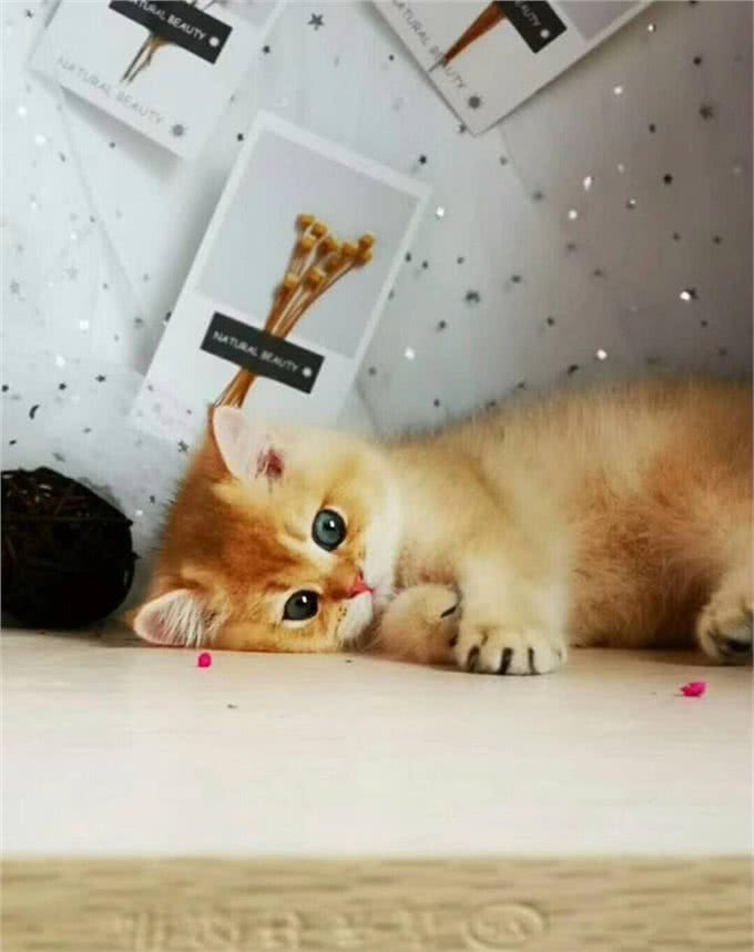 常见的英国短毛猫分类及价格，想成为铲屎官的可以参考一下