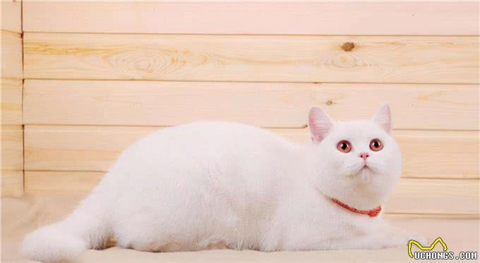 常见的英国短毛猫分类及价格，想成为铲屎官的可以参考一下