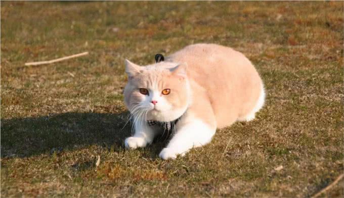 常见的英国短毛猫分类及价格，想成为铲屎官的可以参考一下