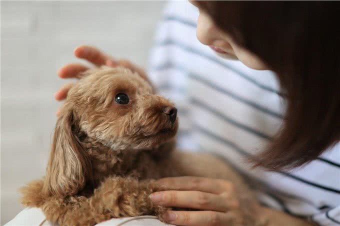 狗对主人的温柔触碰:不只是撒娇，更是情感的深度交流