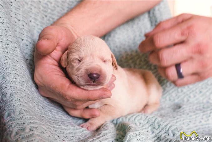 什么原因会导致幼犬早产?主人该如何护理?对它的健康有何影响?