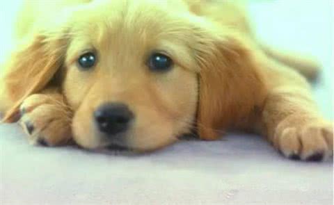 犬瘟热的综合防治措施