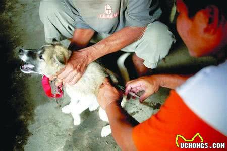 犬瘟热的综合防治措施