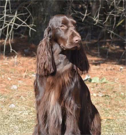 做一只快乐的田野猎犬