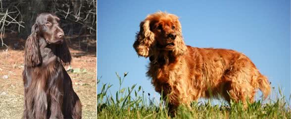 做一只快乐的田野猎犬