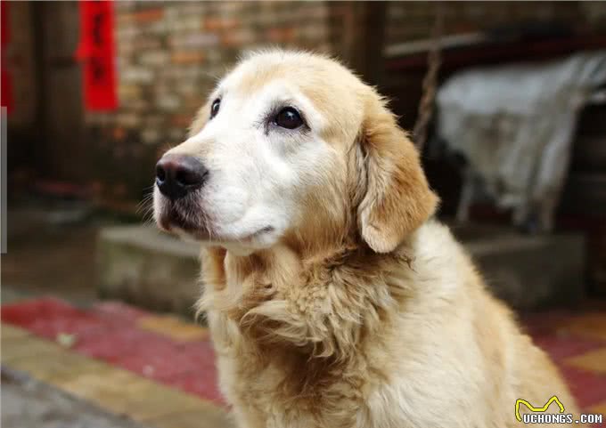 金毛犬有这些症状，说明它已经是老狗了