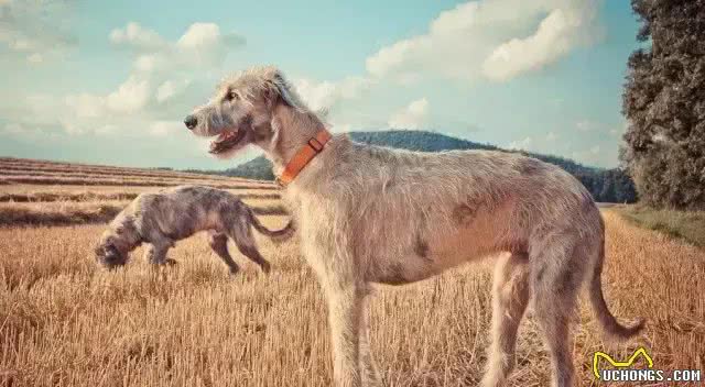 犬种介绍爱尔兰猎狼犬