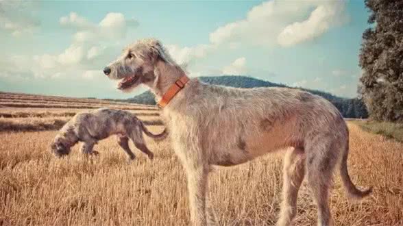 犬种介绍爱尔兰猎狼犬