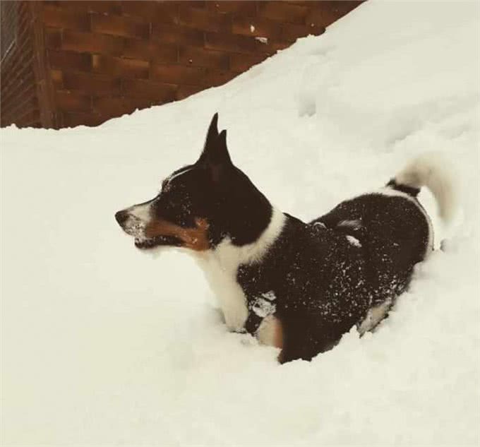 为什么说狗狗都是长不大的孩子，下场雪你就知道了!