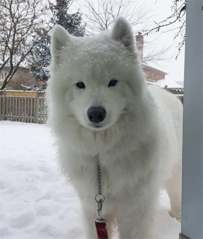 为什么说狗狗都是长不大的孩子，下场雪你就知道了!