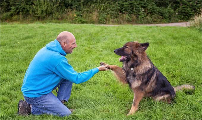 身为工作犬的德国牧羊犬很聪明，为什么养的人很少