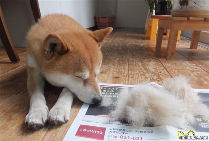 新手劝你别养柴犬，5大原因告诉你再便宜也别上当