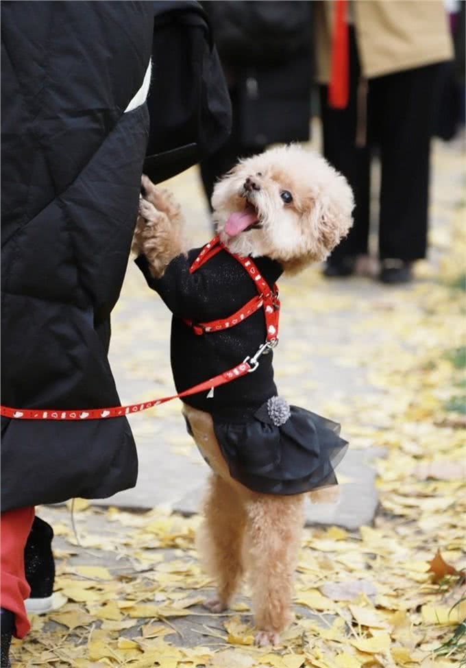 饲养泰迪犬，这9种体验，你体验过几个?