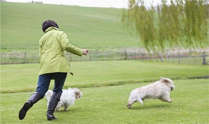 脂肪，蛋白质，磷和钠的正确搭配是什么?老年犬的营养如何保持