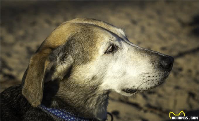 脂肪，蛋白质，磷和钠的正确搭配是什么?老年犬的营养如何保持