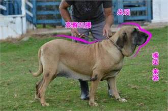 巴西菲勒犬详细介绍