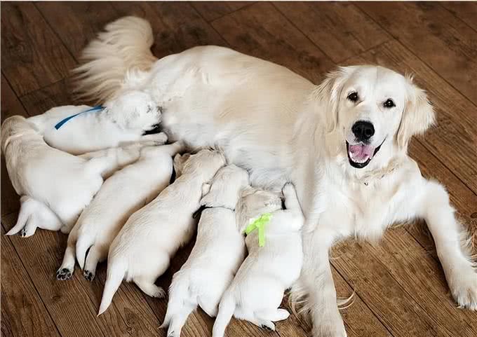 告诉你个秘密:养母犬真的太可怕了，要谨慎饲养