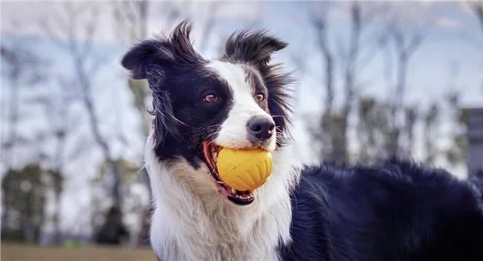 本来告诉一个秘密:养狗，最好养边境牧羊犬