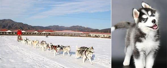 哈士奇两大近亲:阿拉斯加和西伯利亚雪橇犬，超萌