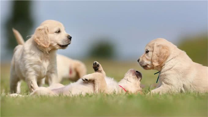 从这5个方面，就可以知道金毛犬把你当亲人还是外人!