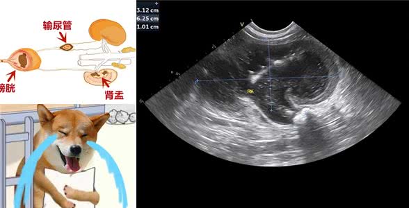 狗狗尿结石如何预防?这3点一定要做到!