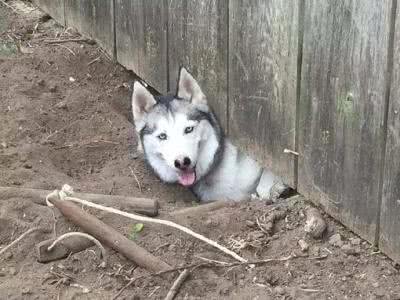 六大受欢迎的宠物犬，如果你想养一只，你会如何选择?