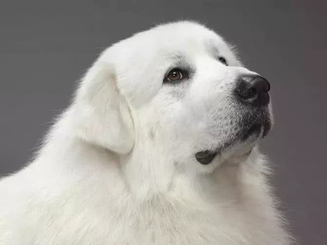 这个狗长得和白熊一样大，所以叫大白熊犬